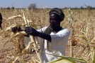 Comment améliorer la sécurité alimentaire en Afrique ?