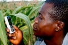 Information mobile et récoltes au Ghana