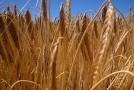 Culture du blé : un enjeu majeur pour l’Afrique