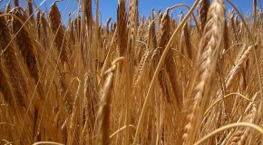 Culture du blé : un enjeu majeur pour l’Afrique
