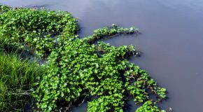 Bénin : Green Keeper Africa exploite le potentiel dépolluant de la jacinthe d’eau
