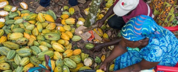 Le Ghana mise sur la transformation locale du cacao