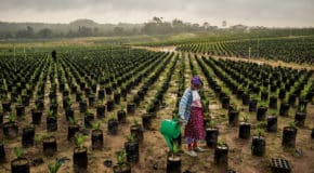 Le nouvel  élan de l’agribusiness en Afrique