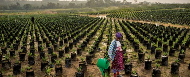 Le nouvel  élan de l’agribusiness en Afrique