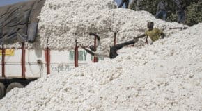 Arise mise sur l’industrie du coton au Bénin