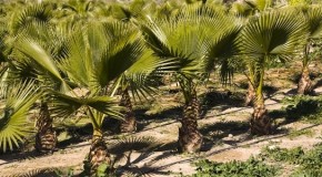 Guerre économique entre l’Afrique et l’Europe : l’exemple de l’huile de palme