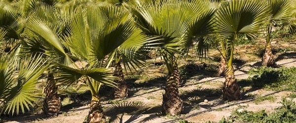 Guerre économique entre l’Afrique et l’Europe : l’exemple de l’huile de palme