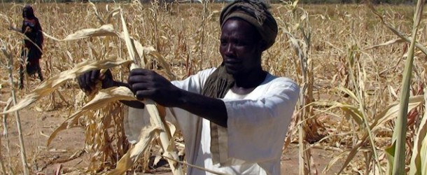 Comment améliorer la sécurité alimentaire en Afrique ?