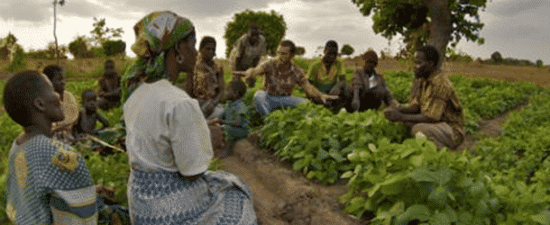 Malawi : Développer la culture du soja, combattre la malnutrition