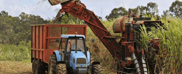 SOSUCAM : la modernisation en marche de l’agriculture camerounaise