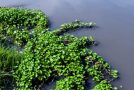 Bénin : Green Keeper Africa exploite le potentiel dépolluant de la jacinthe d’eau