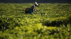 Révolution verte : l’agriculture comme pilier du développement