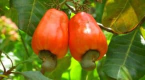 La noix de cajou, fruit de l’exception ivoirienne