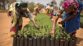 L’Afrique face au changement climatique : initiatives et stratégies pour un avenir durable