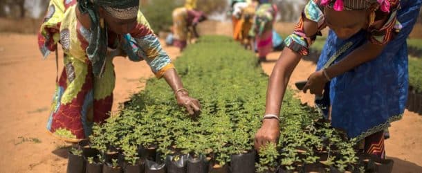 L’Afrique face au changement climatique : initiatives et stratégies pour un avenir durable