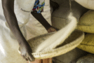 Le fonio, la céréale africaine qui séduit les marchés internationaux