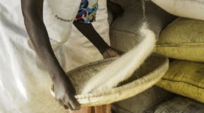 Le fonio, la céréale africaine qui séduit les marchés internationaux